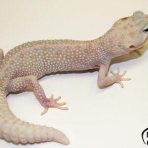 104. White&Yellow Super Snow Tremper Albino/ Raptor het. Raptor 50% het. Diablo Blanco