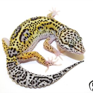 39. Mack Snow het. Raptor 33% het. Diablo Blanco
