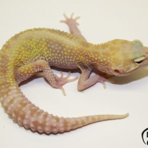 38. Mack Snow Raptor het. Diablo Blanco