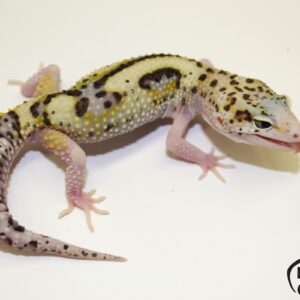 43. White&Yellow Mack Snow Eclipse 50% het. Diablo Blanco