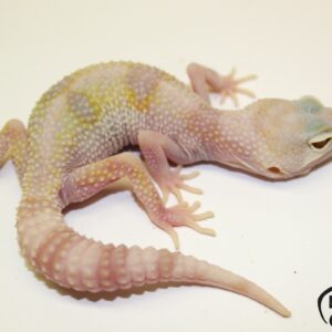 45. White&Yellow Mack Snow Tremper Albino 50% het. Raptor