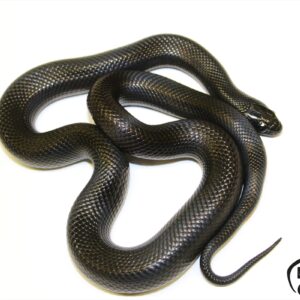 2. Mexican black kingsnake
