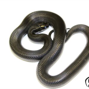 3. Mexican black kingsnake