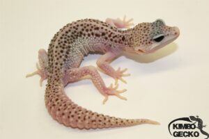 54. White&Yellow Super Snow het. Raptor 50% het. Diablo Blanco