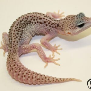 54. White&Yellow Super Snow het. Raptor 50% het. Diablo Blanco