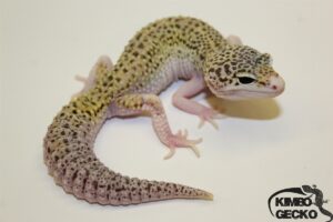 61. White&Yellow Mack Snow Eclipse het. Diablo Blanco