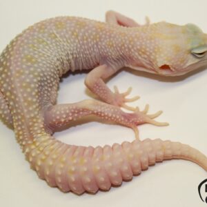 67. (2C) White&Yellow Super Snow Albino/Raptor 33% het. Diablo Blanco