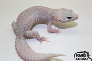 81. Universe 50% het. Raptor 33% het. Diablo Blanco