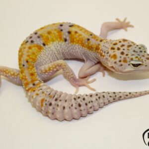 90. White&Yellow Mack Snow het. Raptor 33% het. Diablo Blanco