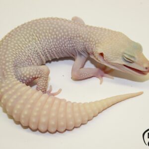 92. White&Yellow Super Snow Albino 50% het. Diablo Blanco