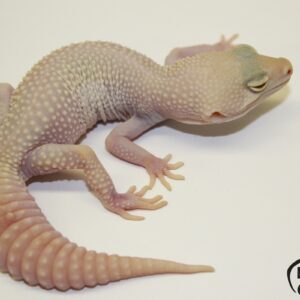 93. White&Yellow Super Snow Albino 50% het. Diablo Blanco