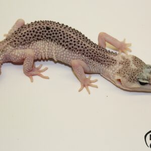 100. Total Eclipse het. Raptor 50% het. Diablo Blanco