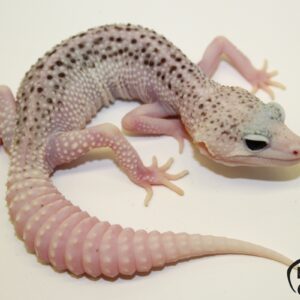 101. Universe het. Raptor 50% het. Diablo Blanco