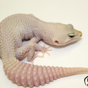 107. Super Snow Blazing Blizzard het. Diablo Blanco