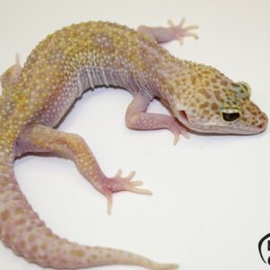 108. Dreamsickle 50% het. Diablo Blanco