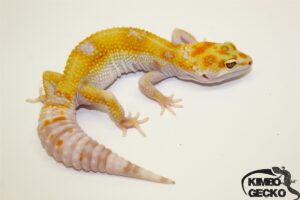 109. White&Yellow Tremper Albino66% het. Raptor 33% het. Diablo Blanco
