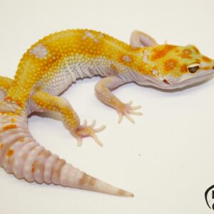 109. White&Yellow Tremper Albino66% het. Raptor 33% het. Diablo Blanco