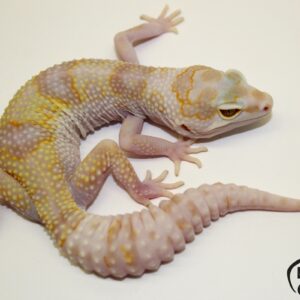 110. White&Yellow Mack Snow Tremper Albino 66% het. Raptor 50% het. Diablo Blanco